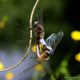 Scarce Chasers (Libellula fulva)