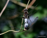Scarce Chasers (Libellula fulva)