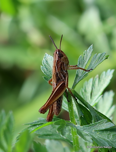 Rufous Grasshopper (Gomphocerippus rufus) nymph