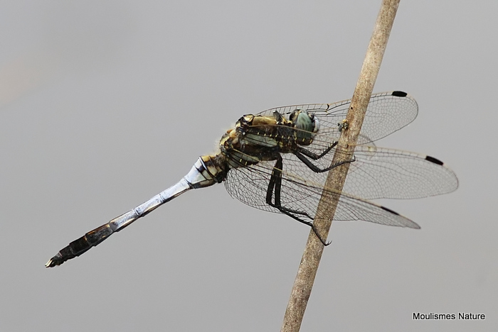 White-tailed Skimmer (Orthetrum albistylum) M, Orthetrum a cercoides blancs