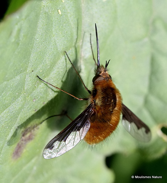 Large Bee-fly (Bombylius major)
