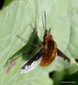 Large Bee-fly (Bombylius major)