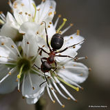 Southern Wood Ant (Formica rufa)