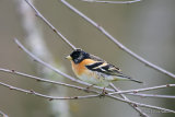 Brambling (Fringilla montifringilla) M