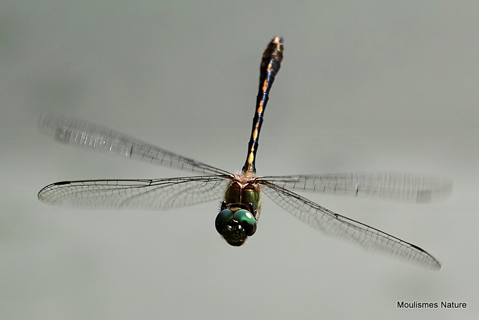 Orange-spotted Emerald (Oxygastra curtisii) M
