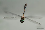 Orange-spotted Emerald (Oxygastra curtisii) M