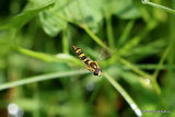 Sphaerophoria scripta (Long Hoverfly) M