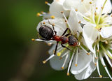 Southern Wood Ant (Formica rufa)