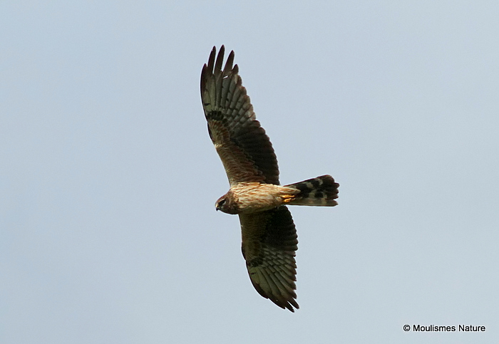 Hen Harrier (Circus cyaneus) M-juv (?)