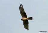 Hen Harrier (Circus cyaneus) M-juv (?)