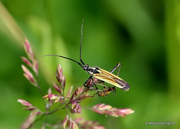 Meadow Plant Bug (Leptopterna dolabrata)