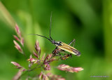 Meadow Plant Bug (Leptopterna dolabrata)