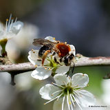 Orange-tailed mining bee (Andrena haemorrhoa) F