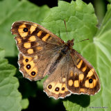 Speckled Wood (Pararge aegeria) ssp. aegeria