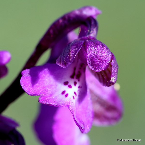 Green-winged Orchid (Orchis morio)