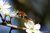 Orange-tailed mining bee (Andrena haemorrhoa) F