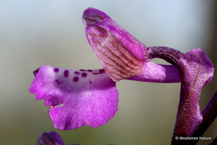 Green-winged Orchid (Orchis morio)