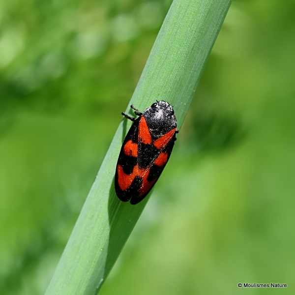 Black and Red Froghopper (Cercopis vulnerata)
