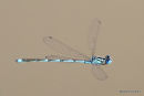 Goblet-marked Damselfly (Erythromma lindenii) M