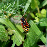 Painted Nomad Bee (Nomada fucata) F