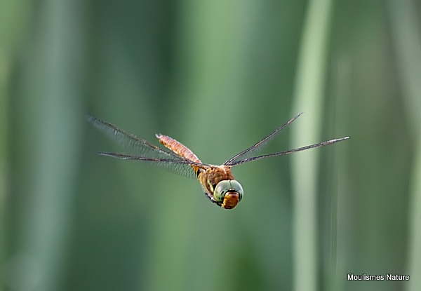 Norfolk Hawker (Anaciaeshna isosceles) M