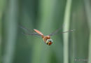 Norfolk Hawker (Anaciaeshna isosceles) M