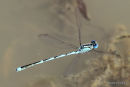 Goblet-marked Damselfly (Erythromma lindenii) M