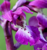 Early Purple Orchid (Orchis mascula), Orchis male