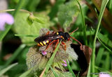 Painted Nomad Bee (Nomada fucata) F