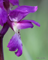 Early Purple Orchid (Orchis mascula)