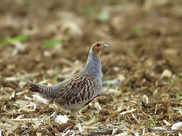 Grey Partridge (Perdix perdix), Perdrix grise M