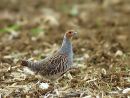 Grey Partridge (Perdix perdix) M