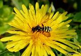 Gooden's Nomad Bee (Nomada goodeniana) F