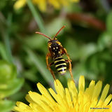 Gooden's Nomad Bee (Nomada goodeniana) F