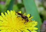 Gooden's Nomad Bee (Nomada goodeniana) F