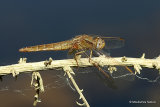 Scarlet Darter (Crocothemis erythraea) M-Imm