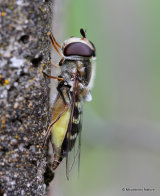 Scaeva pyrastri (White-clubbed Scaeva) F