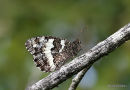 Great Banded Grayling (Brintesia circe)