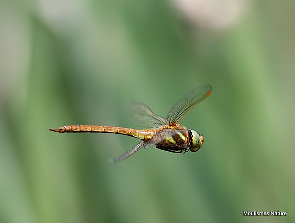 Norfolk Hawker (Anaciaeshna isosceles) M