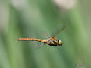 Norfolk Hawker (Anaciaeshna isosceles) M