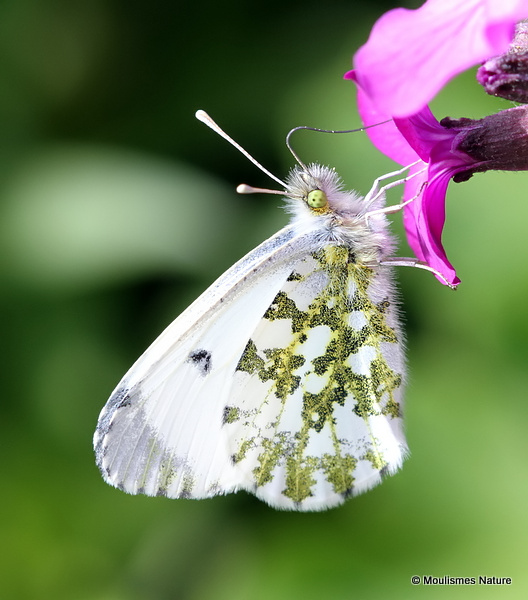 Orange Tip (Anthocharis cardamines) F