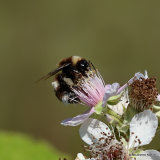 Broken-belted bumblebee (Bombus soroeensis)
