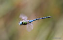 Southern Migrant Hawker (Aeshna affinis) M