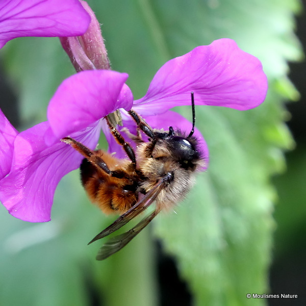 Mason bee sp. Osmia cornuta