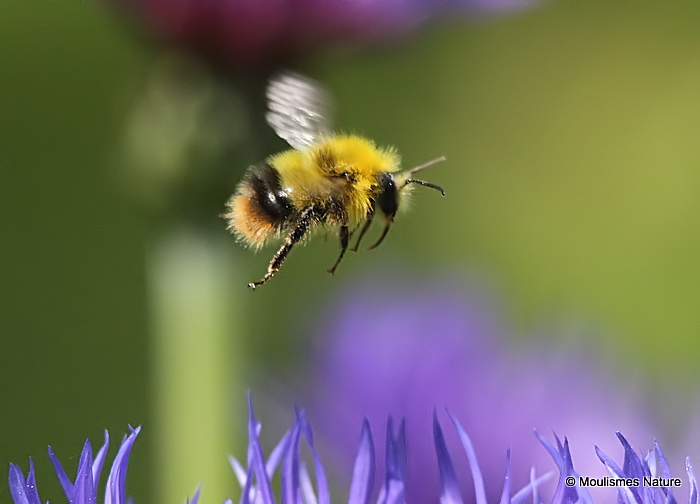 Early bumblebee (Bombus pratorum) M