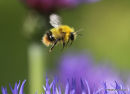 Early bumblebee (Bombus pratorum) M