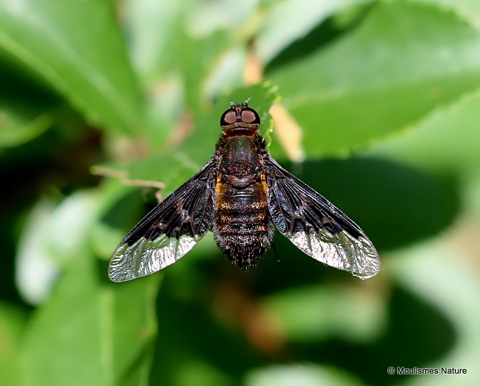 Bee-fly sp. Hemipenthes morio