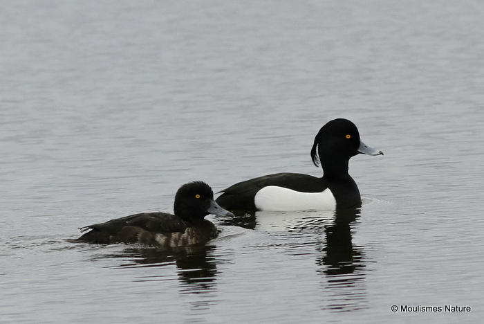 Tufted Duck (Aythya fuligula) M, F
