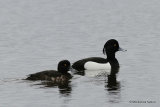 Tufted Duck (Aythya fuligula) M, F