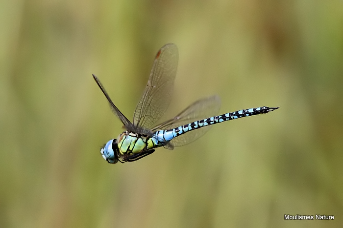 Southern Migrant Hawker (Aeshna affinis) M